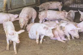 保育仔猪无法站立不好治，因为除了链球和副猪，还可能是这三种病图片