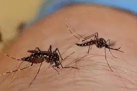 一群人中，为何蚊子爱咬你？其实与血型无关，真正的缘由有4 个！图片