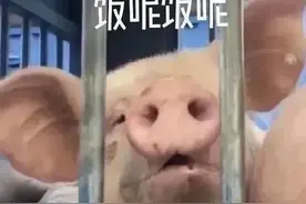 表情包：硬撑罢了图片