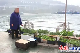 盆栽罂粟“当蔬菜吃”？涉嫌违法犯罪！有关知识来了解一下图片