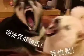 情侣/闺蜜表情包套图4图片