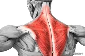 练瑜伽总爱耸肩？除了放松上斜方肌，这两块肌肉一定要加强图片