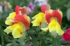 一花一草一世界，花鸟虫鱼，各有其美图片