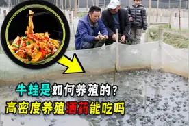 为什么说养殖的牛蛙，是食品安全的重灾区！次次抽检次次超标！图片