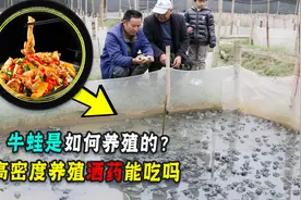 为什么说养殖的牛蛙，是食品安全的重灾区！次次抽检次次超标！图片