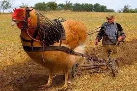 世界最大的鸡图片