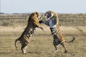一山不容二虎！印度两头老虎激烈对决，老虎王被咬中咽喉险些丧命图片