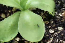 新手养植物很容易感染小黑飞，别怕，这两招可彻底解决这个难题图片