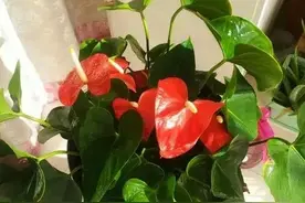 这花浇上水就疯长，越勤快长得越美图片