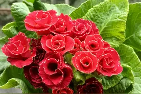 新年养“3种花”，耐寒好养漂亮，颜色丰富，热闹“喜庆”图片