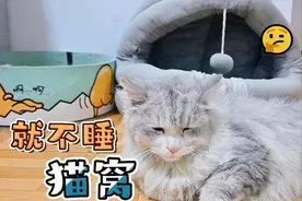找到了，猫咪不爱睡“猫窝”的7个原因图片