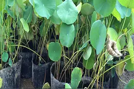 有哪些是水生植物？图片