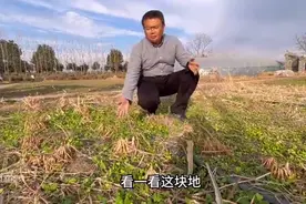 南方果园土壤板结、酸化，一定要种肥田萝卜，可撒播，效果...图片