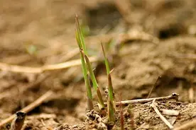 愿意吗？情劫已过，运势上升，半生沉默图片