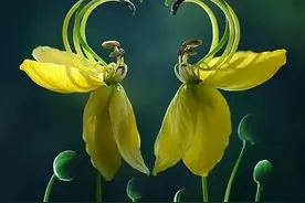 世界上罕见的20种奇花图片