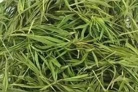 话说崂山野生茶图片