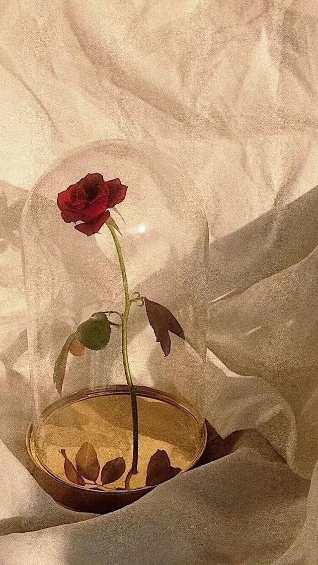 情感语录 | 背景图 | 壁纸