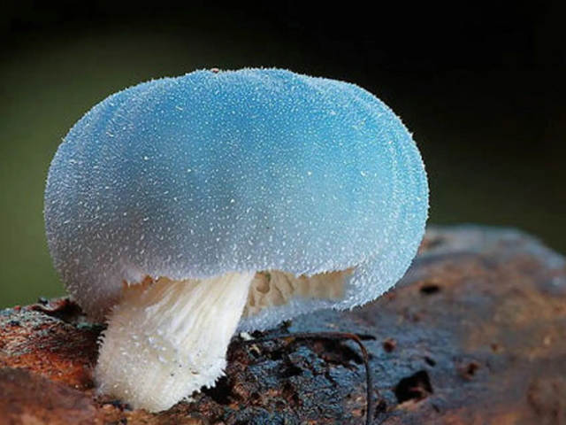 第五名,秋日小圆帽,这是一种喜欢阳光的蘑菇,颜色呈深褐色,乍看之下