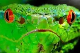 蛇鼠一窝 今天蛇吃鼠 明天鼠吃蛇图片