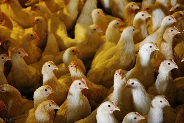 肉鸡饲料营养配方技术研究进展