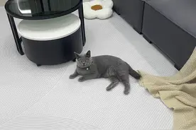 养猫家庭常备药品清单一览！猫咪生病不用慌图片