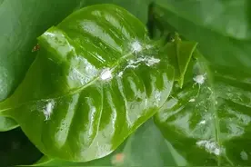 夏天室内和户外的植物都很容易感染粉蚧，这种害虫看起来像棉花图片