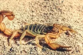 看我同学董伟养殖蝎子赚了多少钱？图片