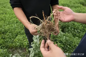 种植艾草怎么才能利益最大化，艾根的价值不能被忽视，让效益翻倍图片