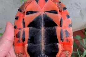 2022年6月23日金钱龟最新价格图片