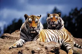 母虎完成交配后会攻击公虎，为什么公虎只是躲闪而不反击？图片