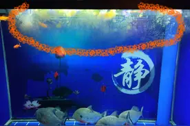 只要看到鱼缸壁上出现这些脏东西，擦去，全部擦去，不能留下来图片