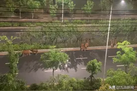 南昌一高校外牛群凌晨散步，叫声震天响，学生：吵得睡不着图片