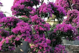 有院子，种6种造型植物，造型优美，遒劲古雅，很有意境图片