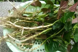 鱼腥草含“马兜铃酸”，有肾毒还会致癌，是真的吗？告诉你答案图片