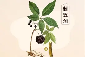 千金不换刺五加，却因不识当柴烧图片