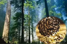 来自长白山的原生态红松子，果仁饱满，自然原香图片