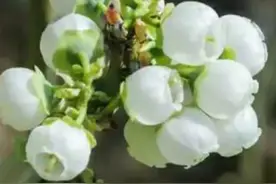 蓝莓开花到结果的完整过程图片