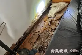 烦恼！它们开始集中出现了！家里发现白蚁，这份指南请收好图片