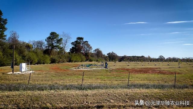 最近氨基酸火了？氨基酸的7种作用，老农民：省肥增产是重点