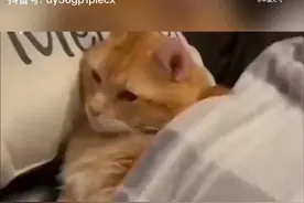 小猫说：早安，每一个被迫起床的打工人们图片