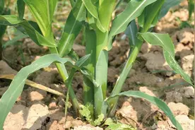 玉米“丫子”到底用不用掰？别再争了，讲科学种庄稼才不迷路图片