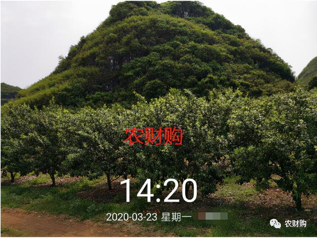 5个真实果园案例分析！下肥、保果、打药工作详解，对号入座