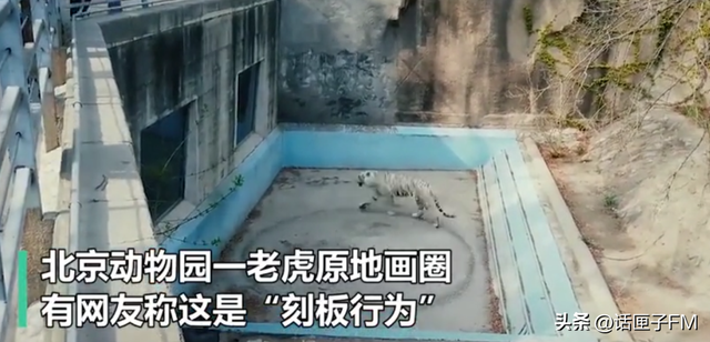 疯狂黑猩猩、摇滚熊猫、修仙狐猴…这个动物园没有正经动物？真相或许并不“好笑”