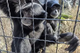 春光烂漫，长臂猿也恋爱了！上海动物园为来自日本的合趾猿“发发”觅得如意郎君图片