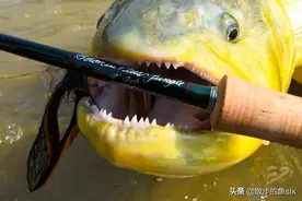 【“颌”“腭”“颚”有什么区别？】图片