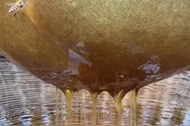 城里人想吃真蜂蜜，有一种可靠的途径图片