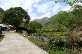 出污泥而不染，出污泥而真能不染吗？图片