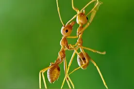 地球上有多少只蚂蚁？新研究称至少2亿亿只，总重量堪比120艘航母图片