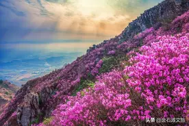 倒计时！大黑山杜鹃花海即将进入盛开期图片