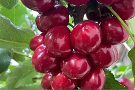 五部男人百看不厌的电视剧，你看懂了几部图片